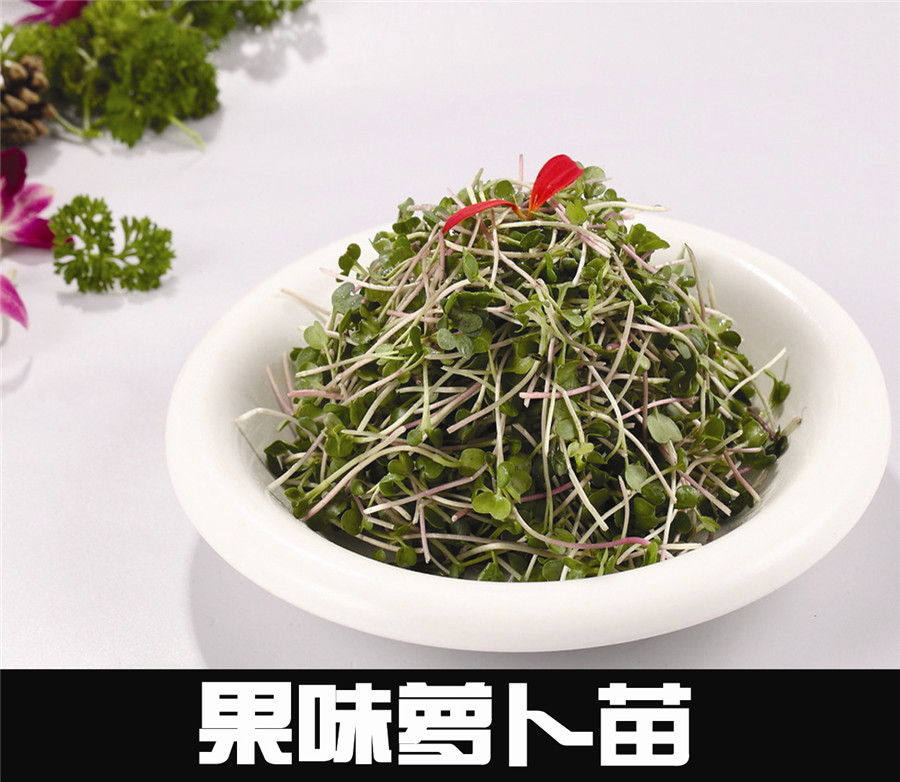 果味萝卜苗